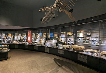 Kitakyushu Museum of Natural History & Human History第 5 张图片