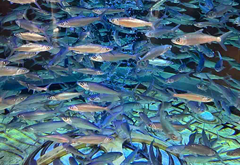 三亚亚特兰蒂斯失落的空间水族馆第 212 张图片