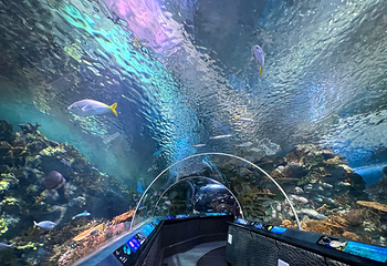 上海海洋水族馆第 176 张图片