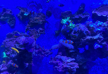吉隆坡城中城水族馆第 66 张图片