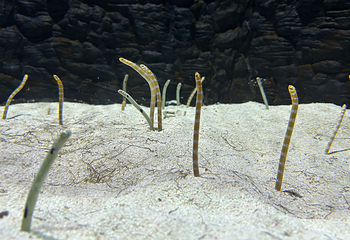 上海海洋水族馆第 145 张图片