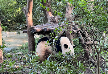 成都大熊猫繁育研究基地第 119 张图片