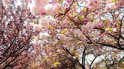 杖锡樱花园第 1 张图片