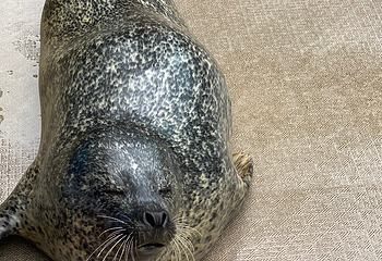 宫岛水族馆第 17 张图片