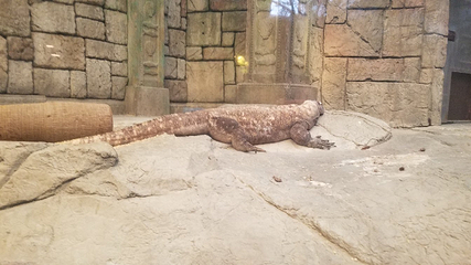 曼德勒湾鲨鱼礁水族馆第 10 张图片