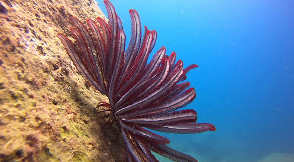 Hikka Deep Blue Dive Center
