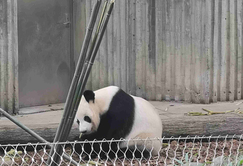 成都大熊猫繁育研究基地第 383 张图片