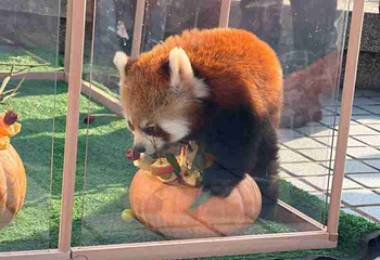 北京野生动物园第 369 张图片