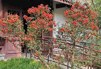 浣花溪公园第 88 张图片