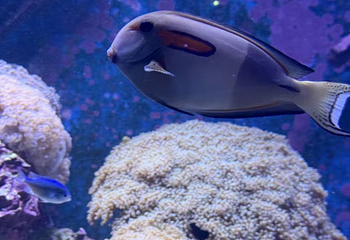 凯恩斯水族馆第 55 张图片