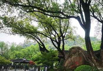 亭林园第 81 张图片