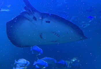 吉隆坡城中城水族馆第 41 张图片