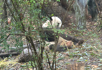 成都大熊猫繁育研究基地第 322 张图片