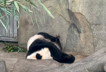 成都大熊猫繁育研究基地第 515 张图片