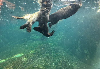 丹麦国立水族馆第 50 张图片