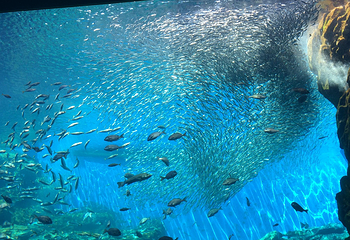 仙台海洋森林水族馆第 5 张图片