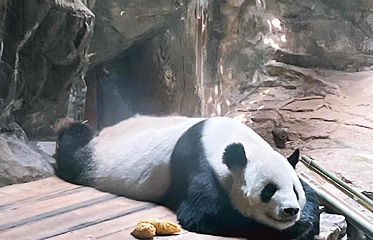 北京动物园第 61 张图片
