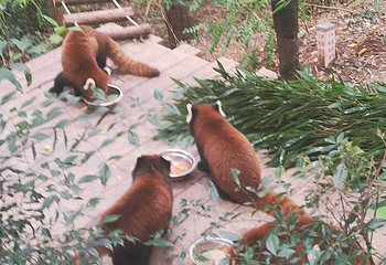 成都大熊猫繁育研究基地第 788 张图片