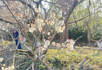 西溪国家湿地公园第 210 张图片