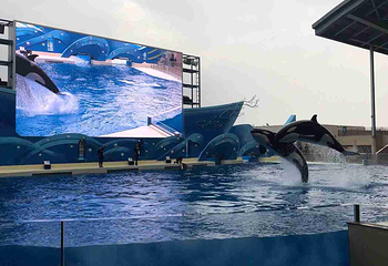 上海海昌海洋公园第 339 张图片