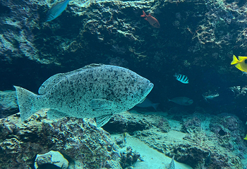 冲绳美丽海水族馆第 125 张图片