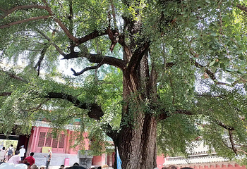 嵩山风景名胜区第 91 张图片