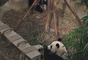 成都大熊猫繁育研究基地第 272 张图片