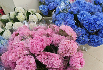 昆明斗南花卉市场第 24 张图片