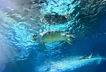 上海海洋水族馆第 126 张图片