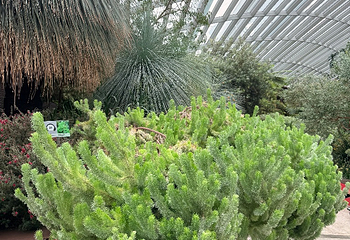 新加坡滨海湾花园第 527 张图片