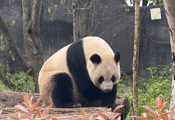 成都大熊猫繁育研究基地第 237 张图片