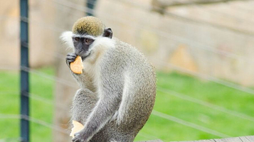 大连森林动物园-猴岛