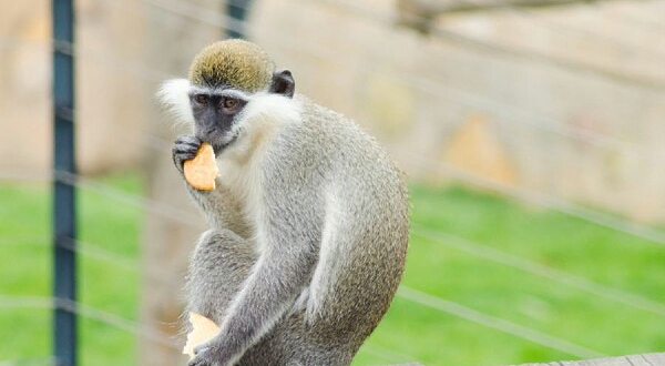 大连森林动物园-猴岛