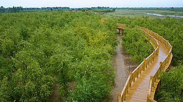 滨州沾化冬枣生态旅游区