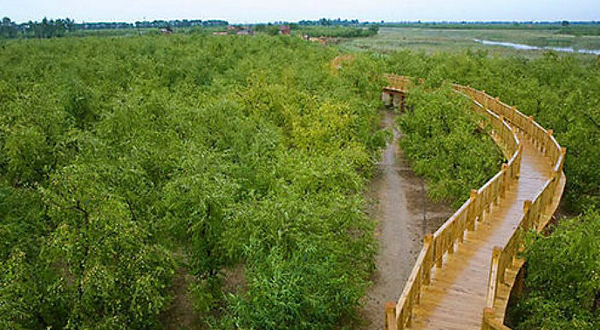 滨州沾化冬枣生态旅游区