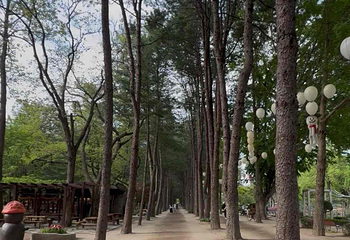 南怡岛第 124 张图片