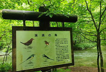 奥入濑溪流第 20 张图片
