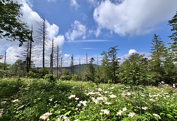 凤凰山国家森林公园第 37 张图片
