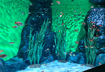 上海海洋水族馆第 107 张图片
