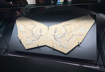 辽宁朝阳鸟化石国家地质公园第 108 张图片