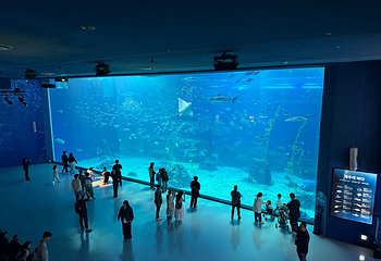 济州岛Aqua Planet水族馆第 84 张图片