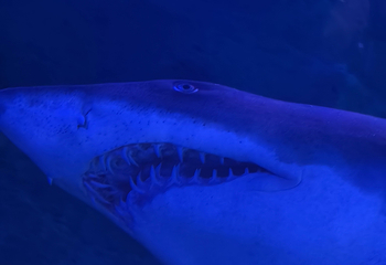 吉隆坡城中城水族馆第 78 张图片