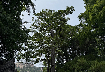 崂山风景区第 233 张图片