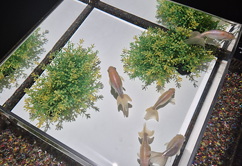 银座艺术水族馆美术馆第 31 张图片
