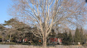 日坛公园-悬铃木