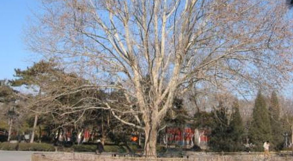 日坛公园-悬铃木