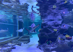 伊斯坦布尔水族馆和水下动物园