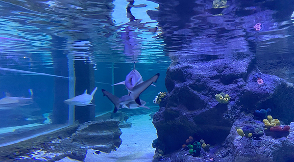 伊斯坦布尔水族馆和水下动物园