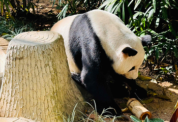 深圳野生动物园第 36 张图片