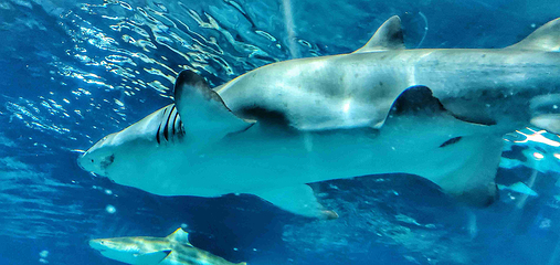 上海海洋水族馆第 191 张图片